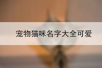 炫舞宠物个性可爱名字_可爱的游戏宠物名字_游戏宠物名字可爱洋气
