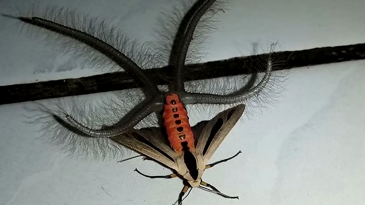 执法霸王花