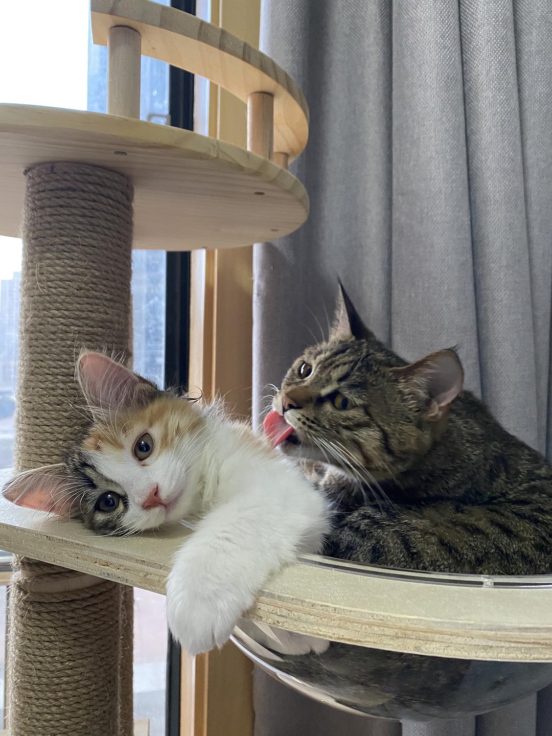 汤姆猫说话免费下载_会说话的汤姆猫塞班_汤姆猫讲话游戏