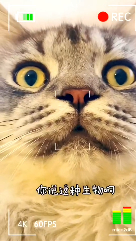 汤姆猫说话免费下载_汤姆猫讲话游戏_会说话的汤姆猫塞班