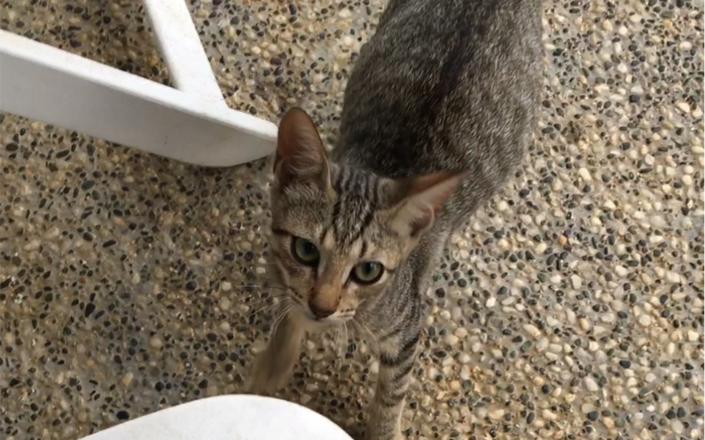 会说话的汤姆猫塞班_汤姆猫说话免费下载_汤姆猫讲话游戏