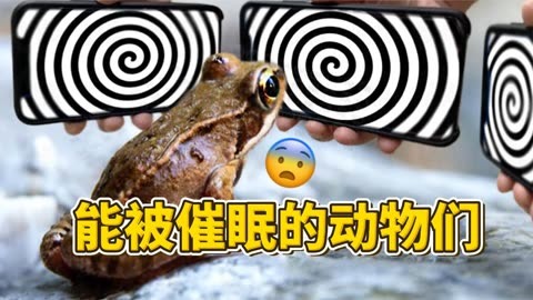 数羊数鸡数星星是什么歌_数羊数鸡数星星什么歌曲歌词_数羊数鸡数星星歌