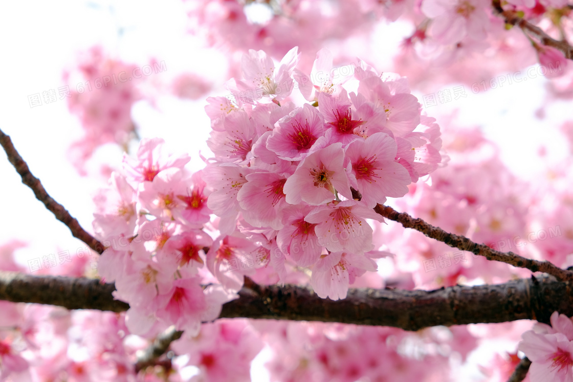 樱花之舞_樱花舞舞蹈视频_樱花舞歌曲