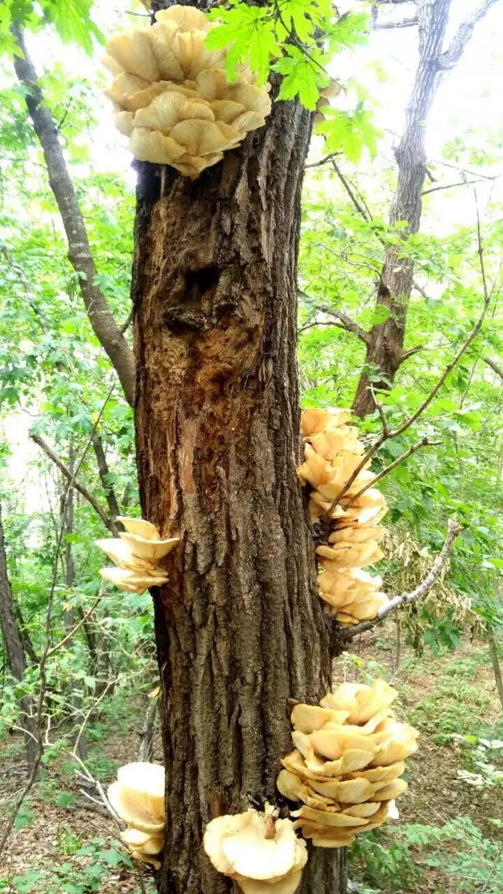 华丽外表 犹如小山