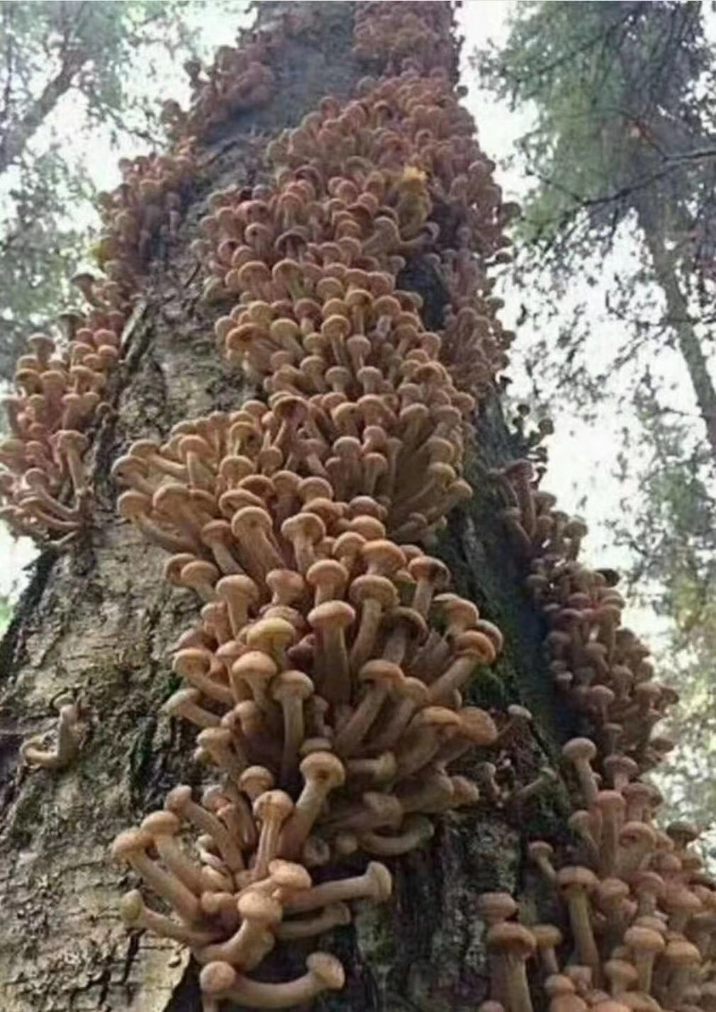 七界武神叶天至尊圣体_树王圣体菇_树菇王邮箱