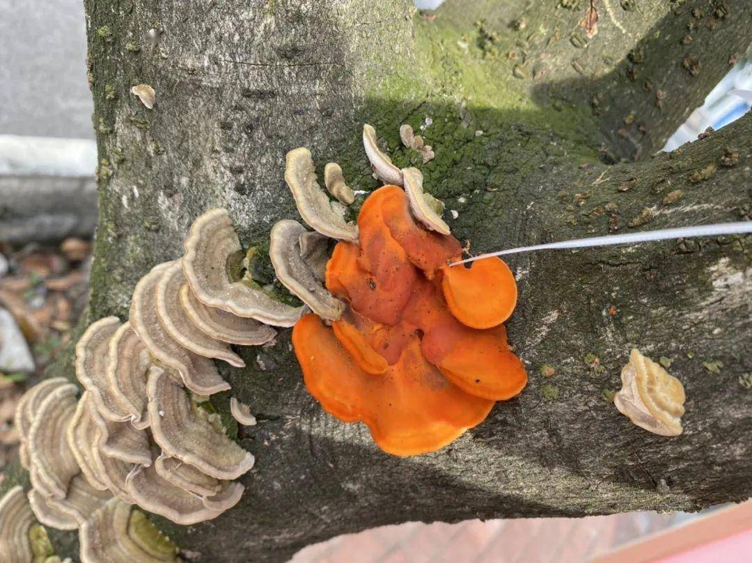 树王圣体菇_七界武神叶天至尊圣体_树菇王邮箱