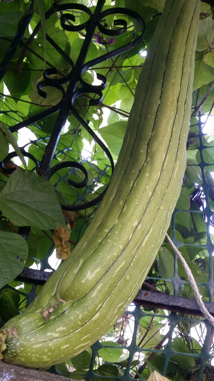 凹凸丝瓜视频_最新凹凸视频._凹凸门事件凹凸门视频