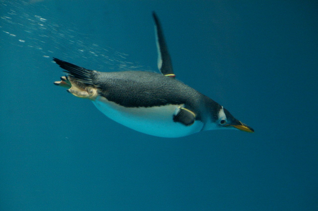 冰雪世界中的飞翔企鹅，南极洲生活奇观