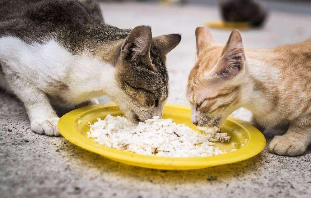 猫饭_猫饭怎么做_猫饭鸡胸肉的做法大全