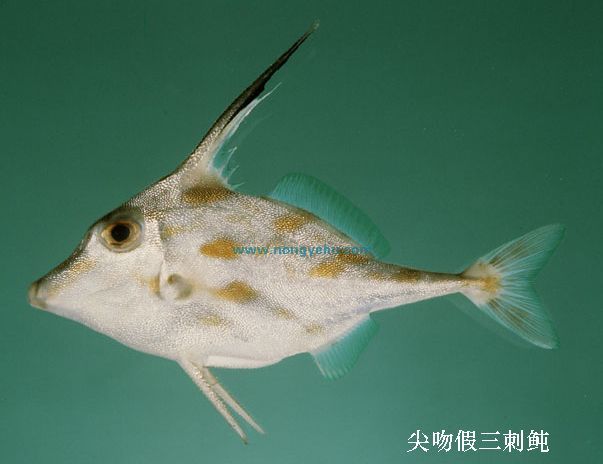 长吻雀鳝_长吻雀鳝用什么鱼饵钓_传说长吻雀鳝怎么处理