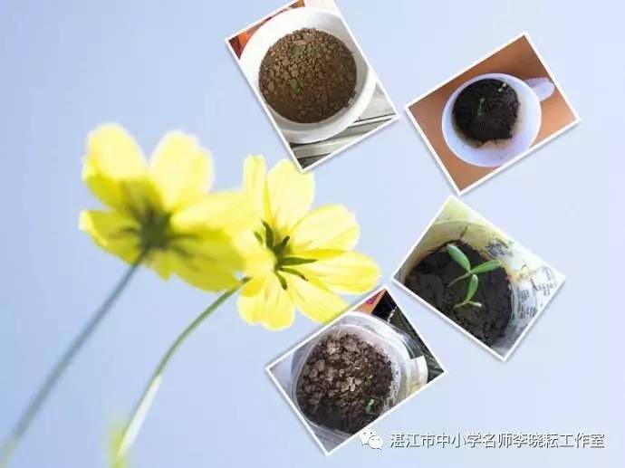 种子生命力顽强的诗句_生命种子_种子生命力名词解释