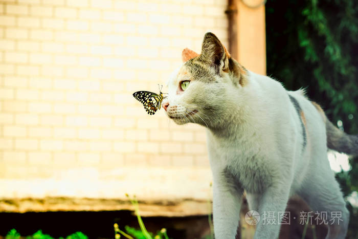 凯迪猫_猫凯迪怎么画_猫凯迪是什么