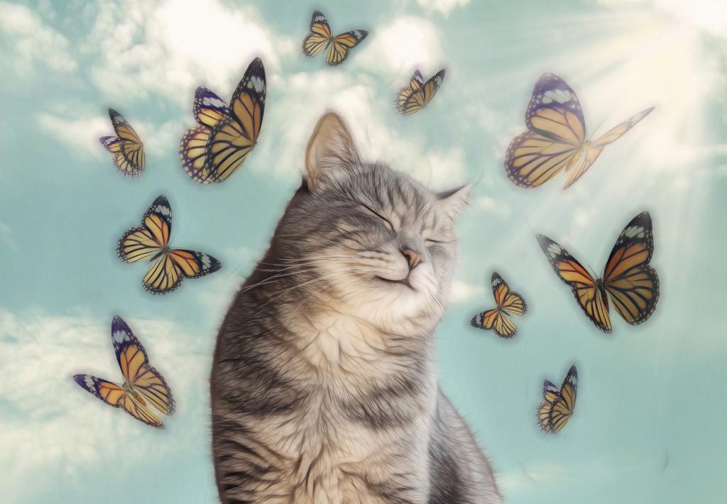 猫凯迪怎么画_猫凯迪是什么_凯迪猫
