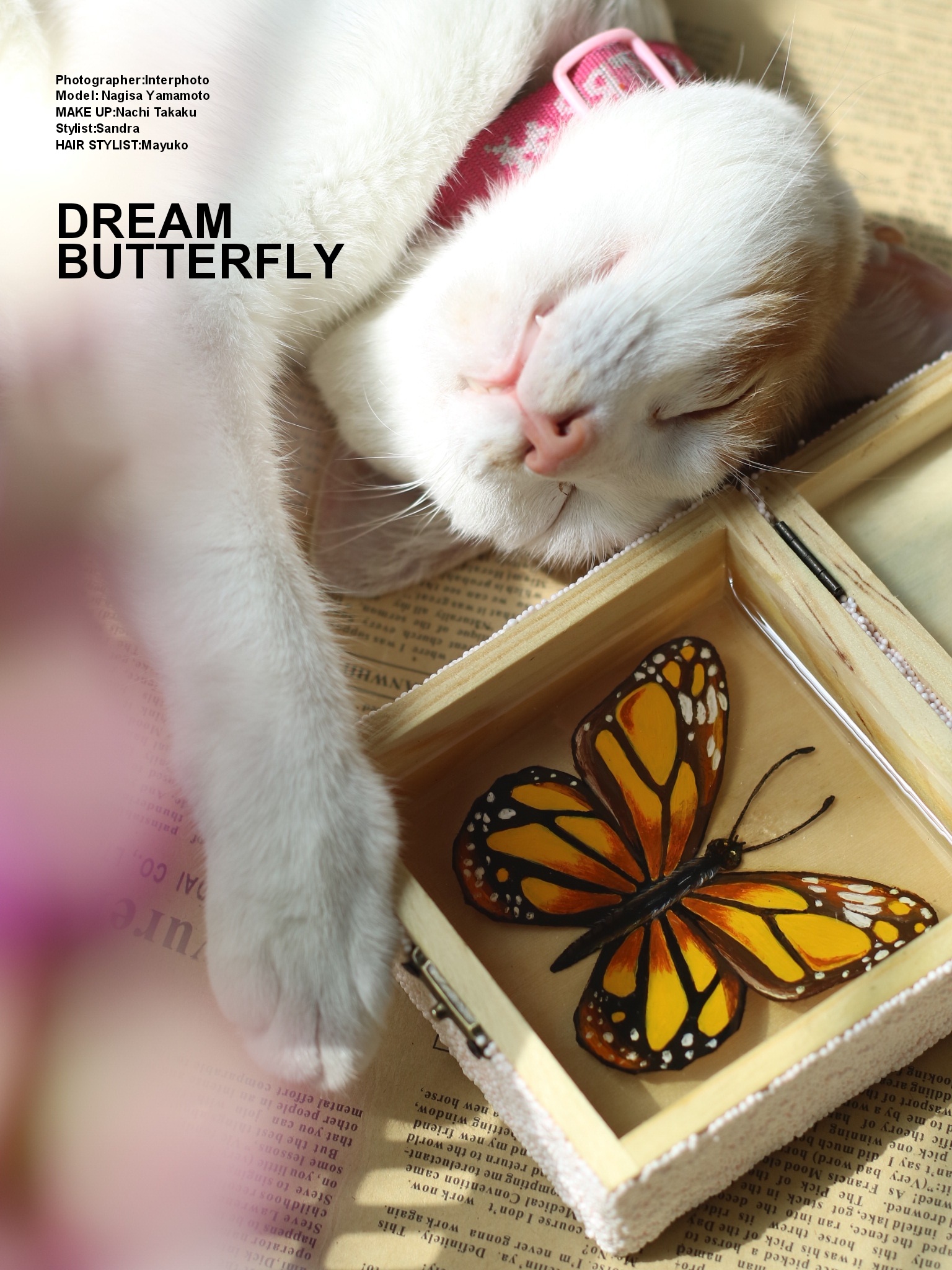 凯迪猫_猫凯迪怎么画_猫凯迪是什么