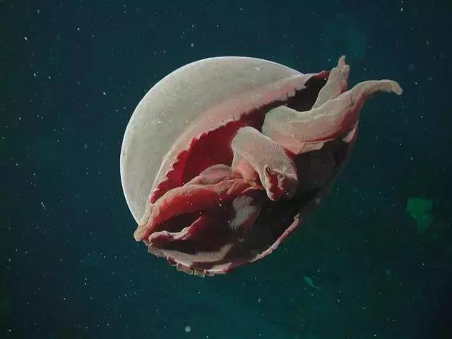 海兽解密：孤独深海的神秘面纱