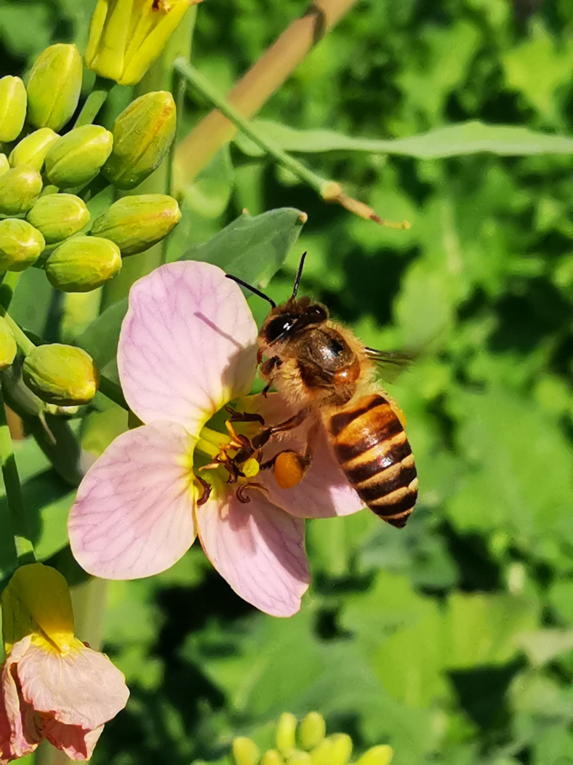 蜂赏悬赏平台下载_蜂赏app_蜂赏