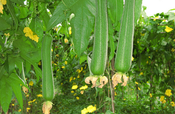 秋葵丝瓜草莓香蕉番茄小猪黄瓜向日葵_秋葵丝瓜草莓香蕉番茄小猪黄瓜向日葵_秋葵丝瓜草莓香蕉番茄小猪黄瓜向日葵