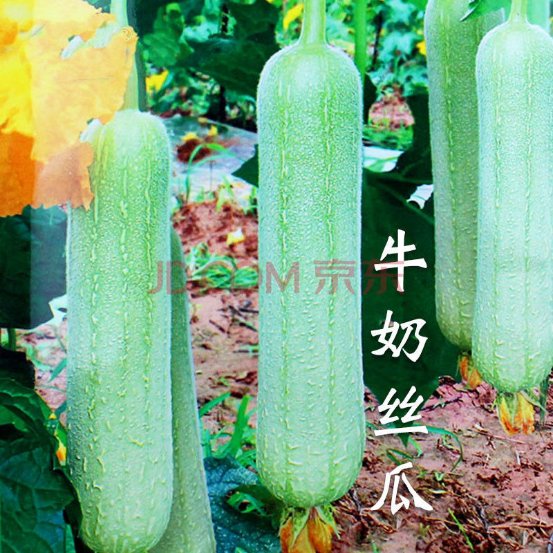 秋葵丝瓜草莓香蕉番茄小猪黄瓜向日葵_秋葵丝瓜草莓香蕉番茄小猪黄瓜向日葵_秋葵丝瓜草莓香蕉番茄小猪黄瓜向日葵
