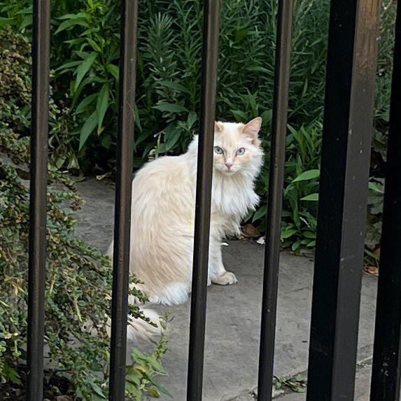 王国猫车_猫王国_王国猫咪