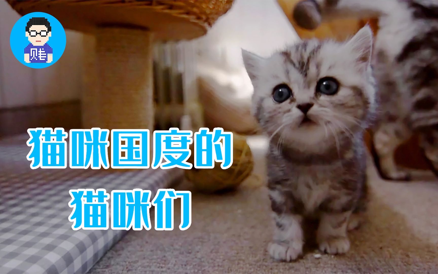 猫王国_王国猫咪_王国猫车