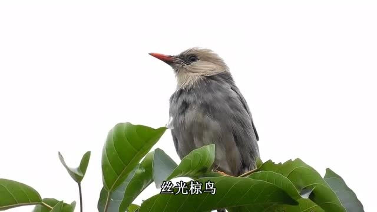 知鸟平台下载_知鸟app下载最新版_知鸟app下载