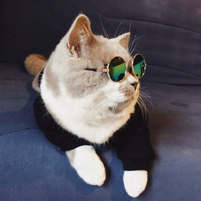 猫酷酷的图片_猫酷酷的名字_酷酷猫