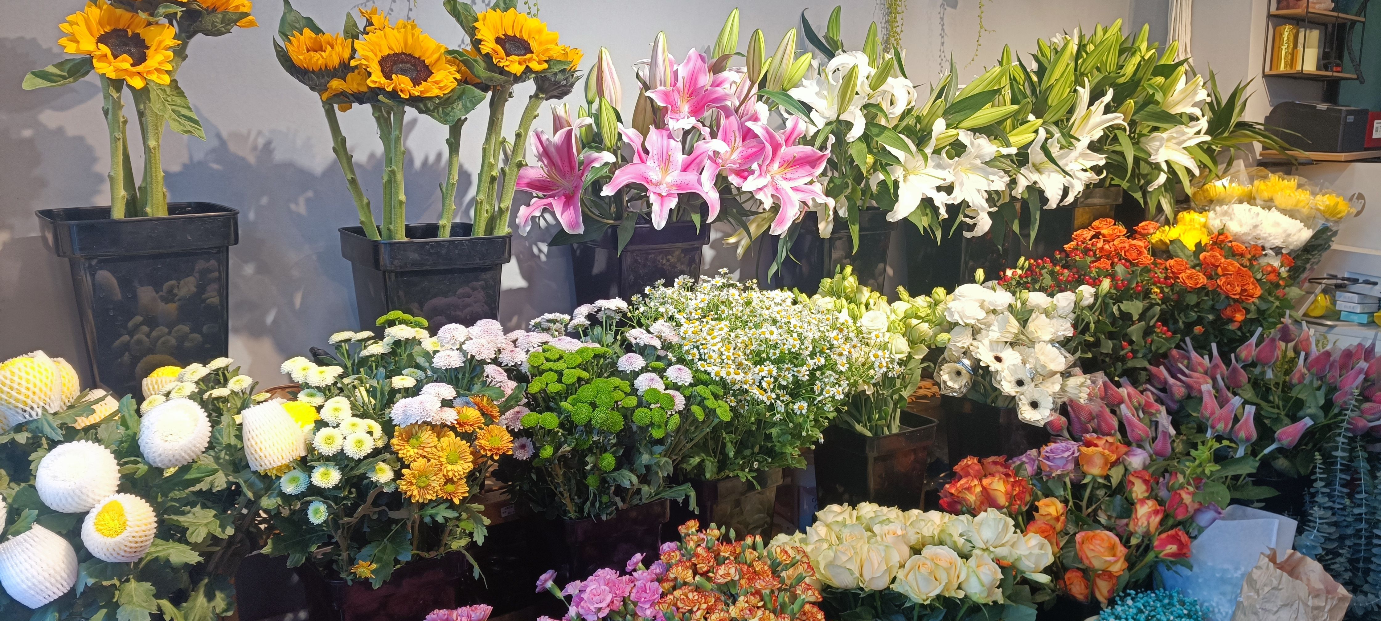 灵花图片_灵花个人资料_花之灵