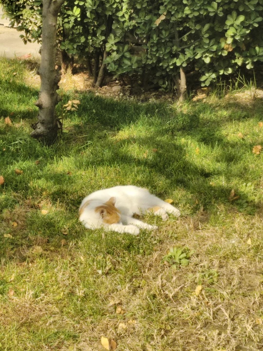 【猫奴福利】这款超好玩的快猫视频app，让你爱不释手
