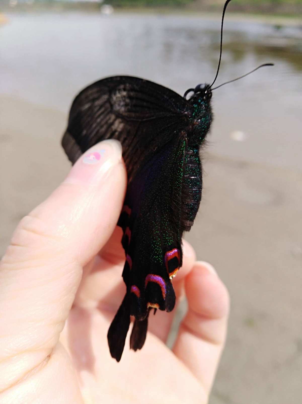 阴阳师蝴蝶精-阴阳师世界中最美丽、最神秘的存在：蝴蝶精闪耀华章