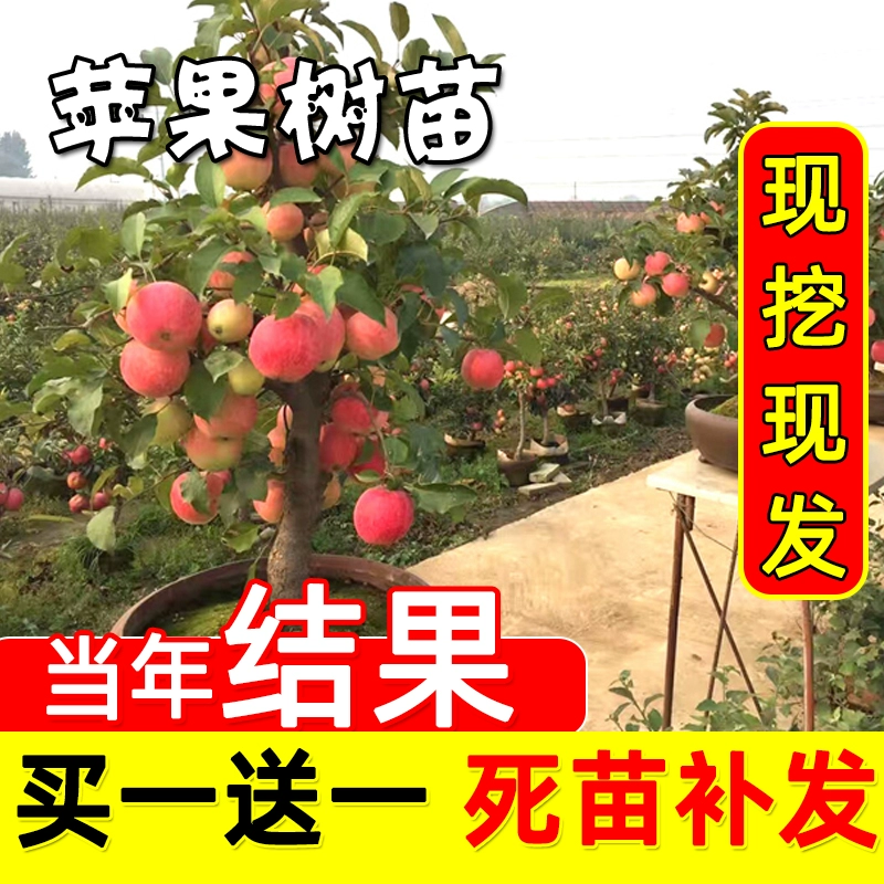养成苹果类手机游戏的软件_手机养成类游戏苹果_iphone养成类游戏推荐