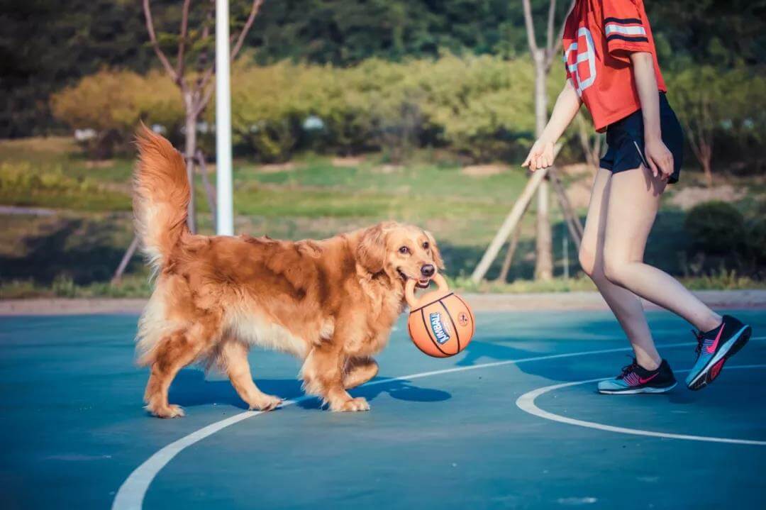 手机上养小宠物的游戏_养宠物的手机单机游戏_养宠物的小游戏