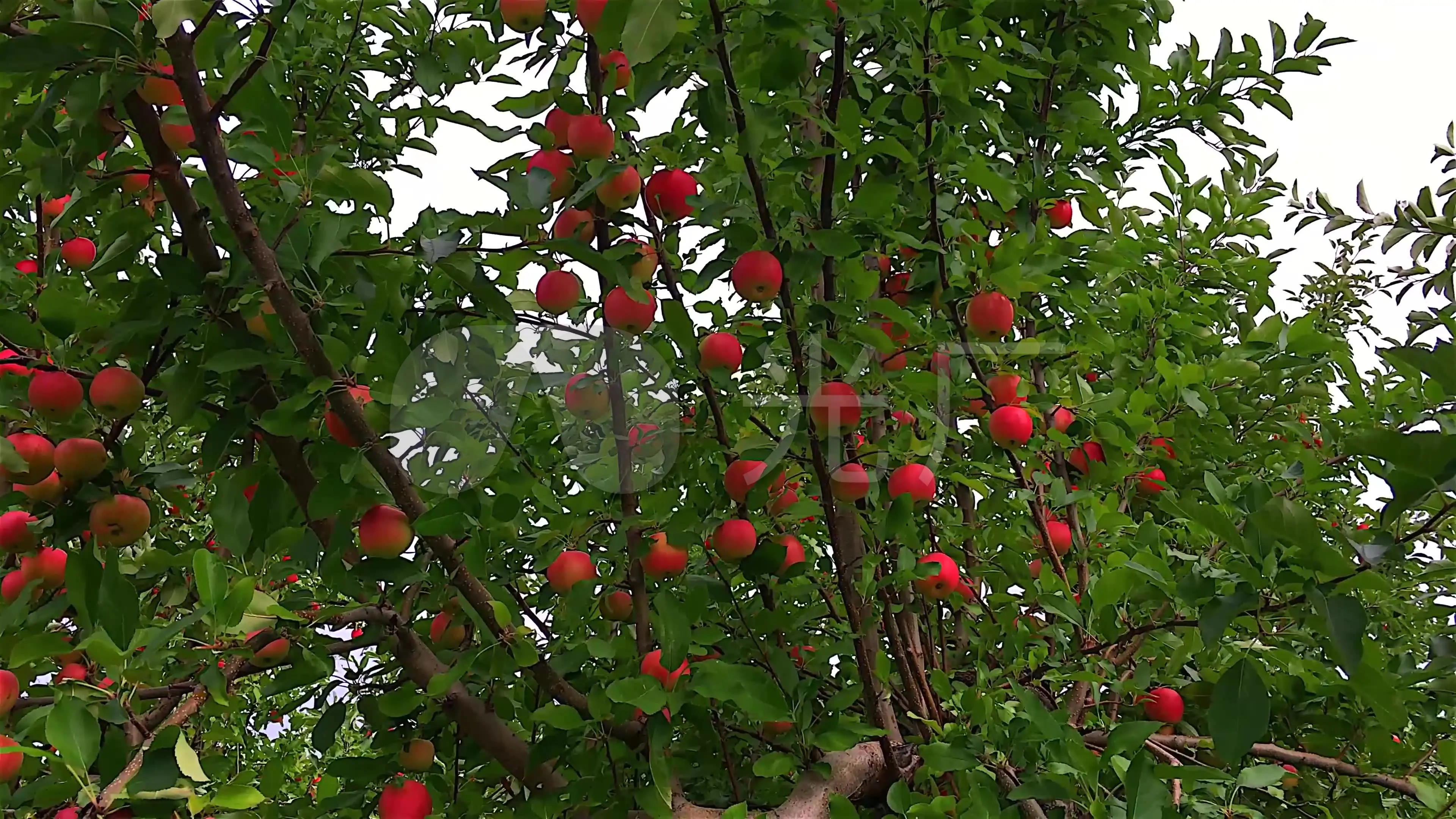 手机游戏摘苹果_摘苹果游戏怎么导入_摘苹果游戏