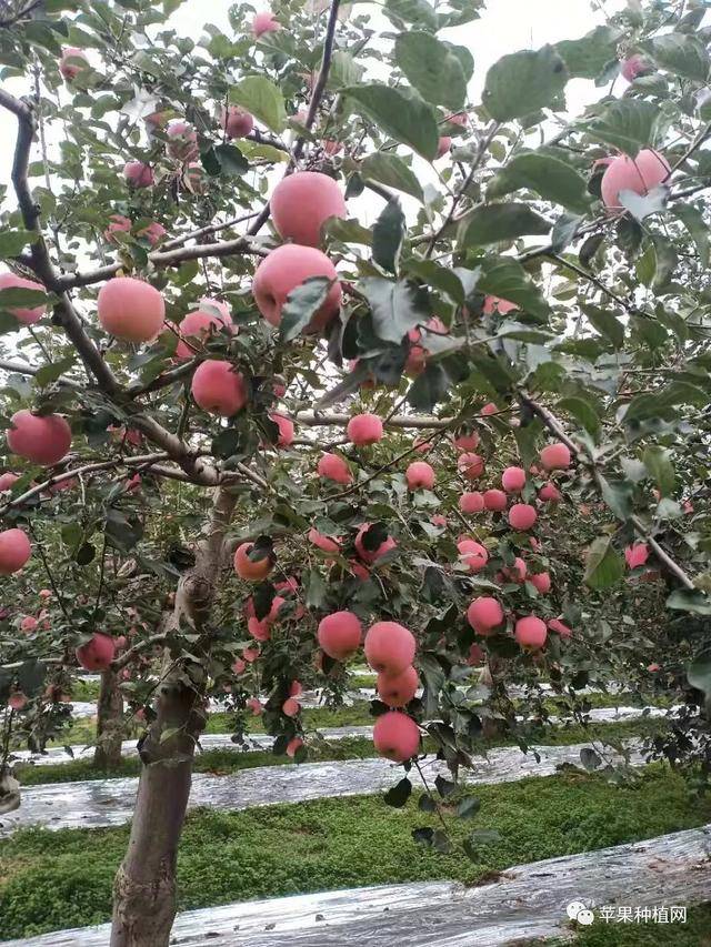 手机游戏摘苹果_摘苹果游戏怎么导入_摘苹果游戏