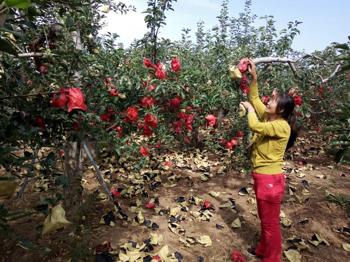 摘苹果游戏_手机游戏摘苹果_摘苹果游戏怎么导入