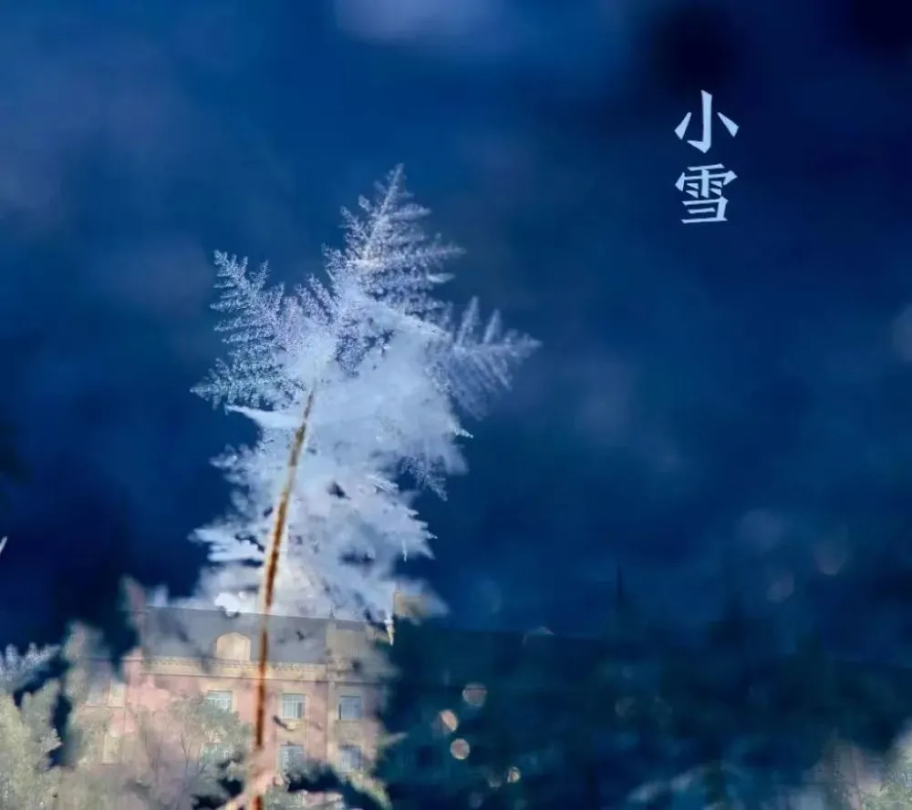 雪兔_雪兔_雪兔