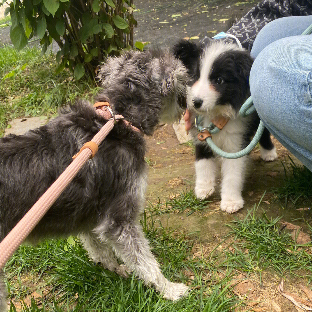狗狗币行情走势_狗狗币今日实时行情_狗狗币今天行情