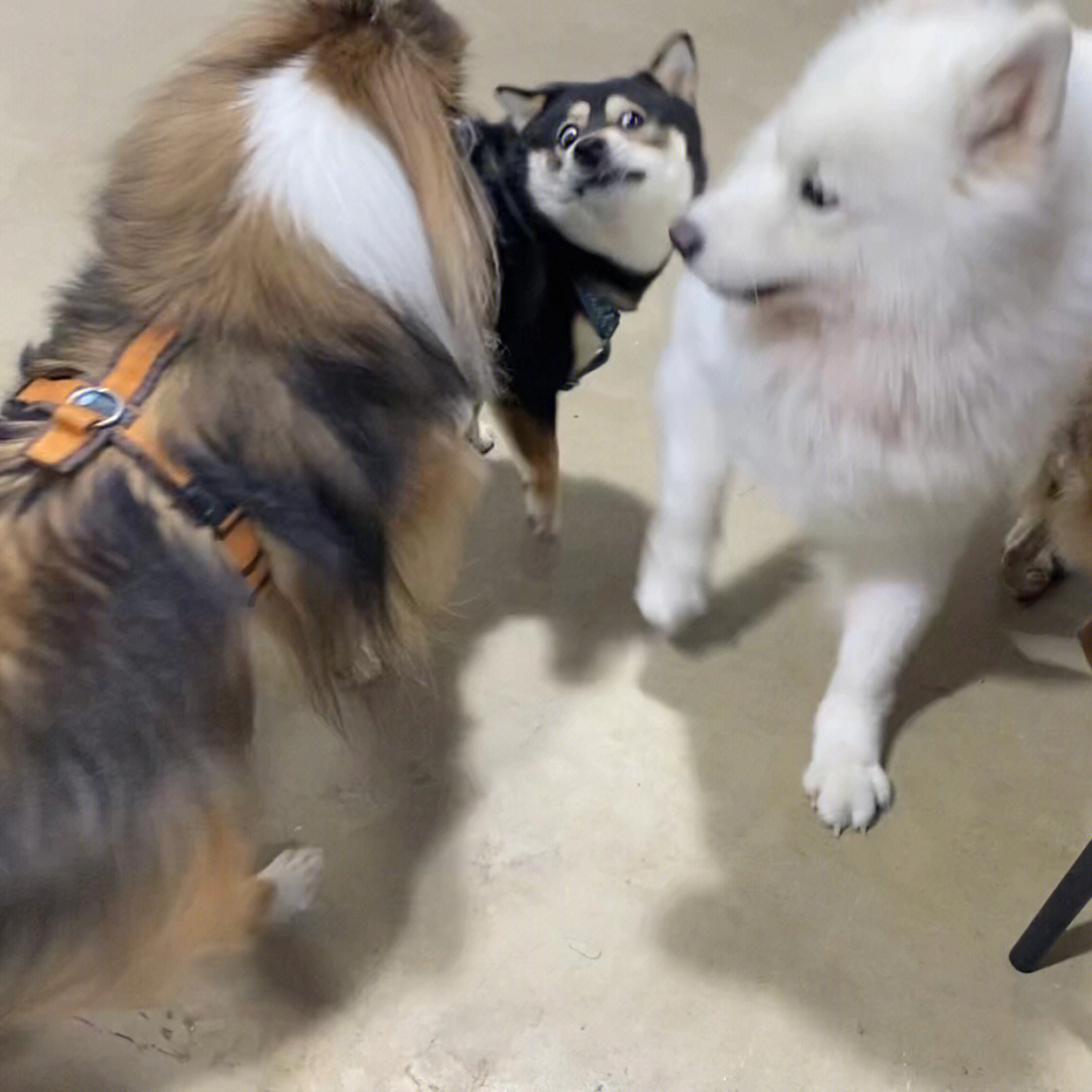 狗狗币今日实时行情_狗狗币行情走势_狗狗币今天行情