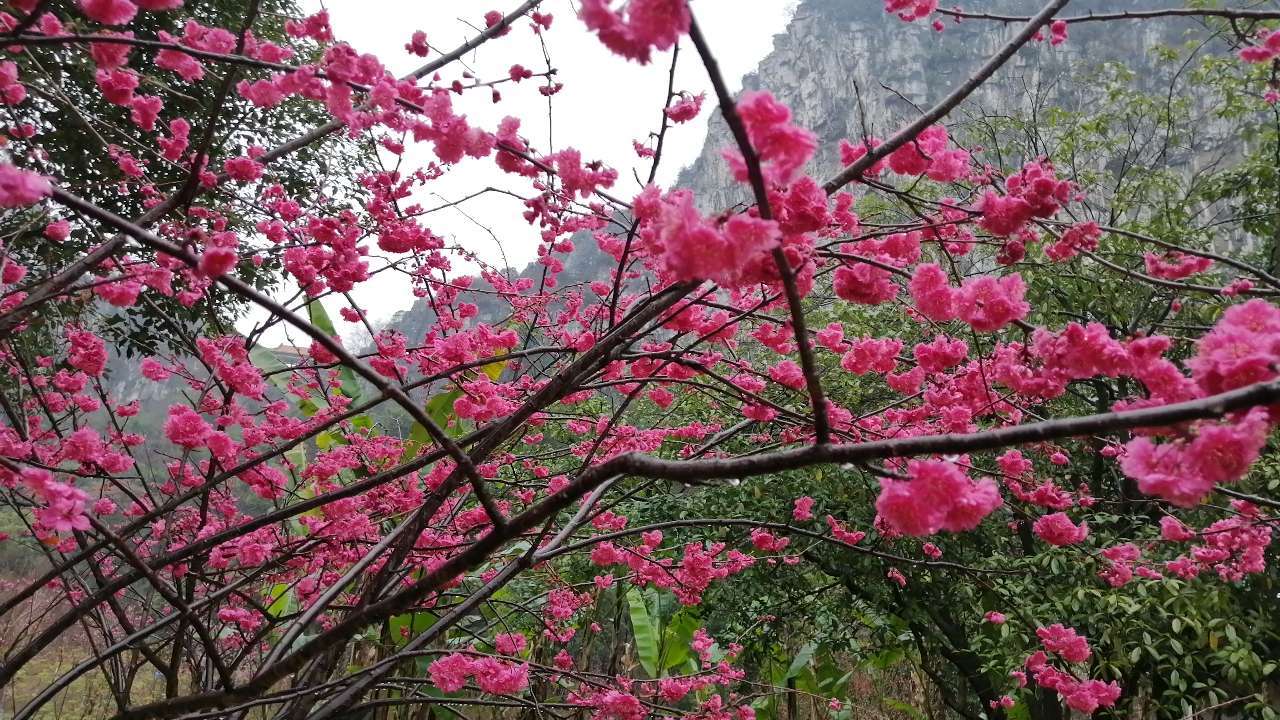 三月三广西放假几天2022-广西春天山水相映成趣