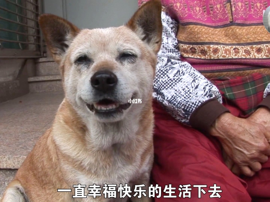 一条狗的使命下载-狗，人类最忠诚的朋友