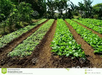 种菜游戏手机_种菜手机游戏哪个好玩_种菜手机游戏大全