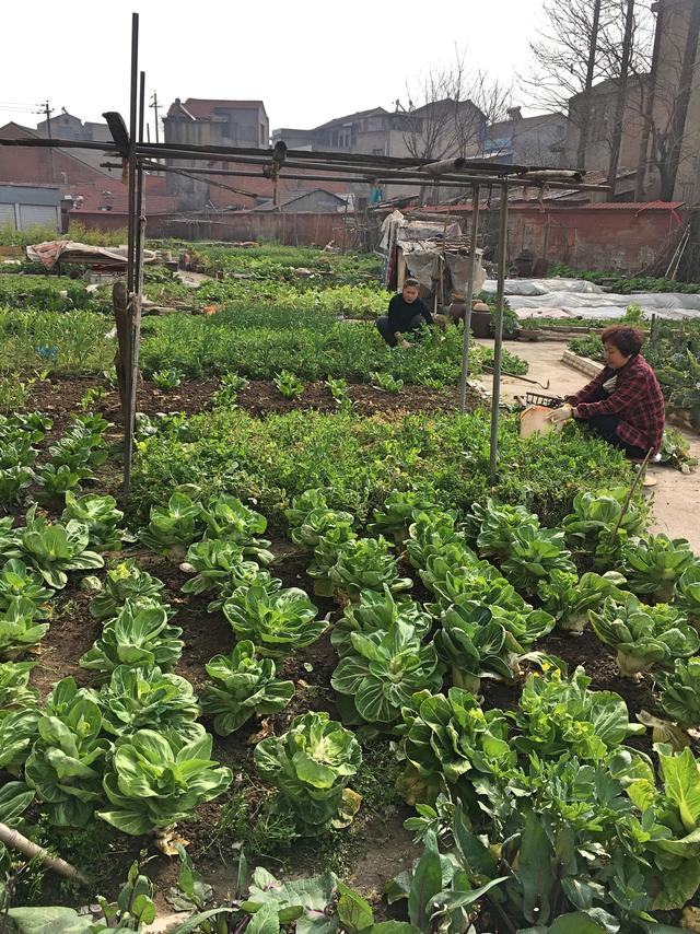 种菜游戏手机_种菜手机游戏大全_种菜手机游戏哪个好玩