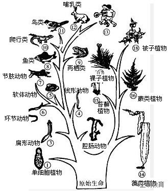 手机游戏孢子进化游戏攻略-【生存进化】挑战孢子生物进化之路，如何在游戏中取得更好成绩？