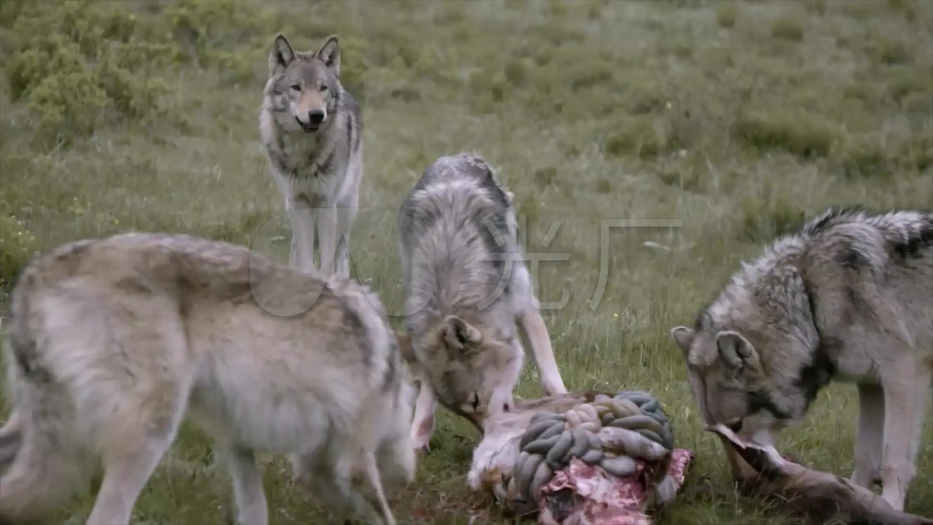 狼狩猎-狼群生死狩猎：速度与智慧的殊死角逐