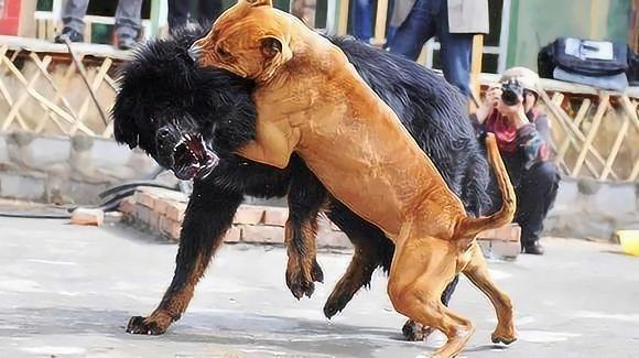 狗日_狗和狗交配_狗和什么属相最配