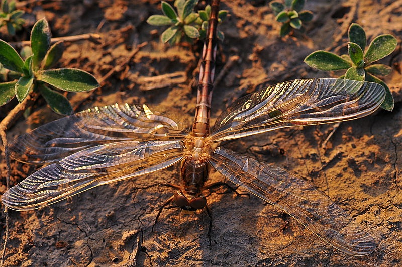 竹蜻蜓：微型飞行器之谜