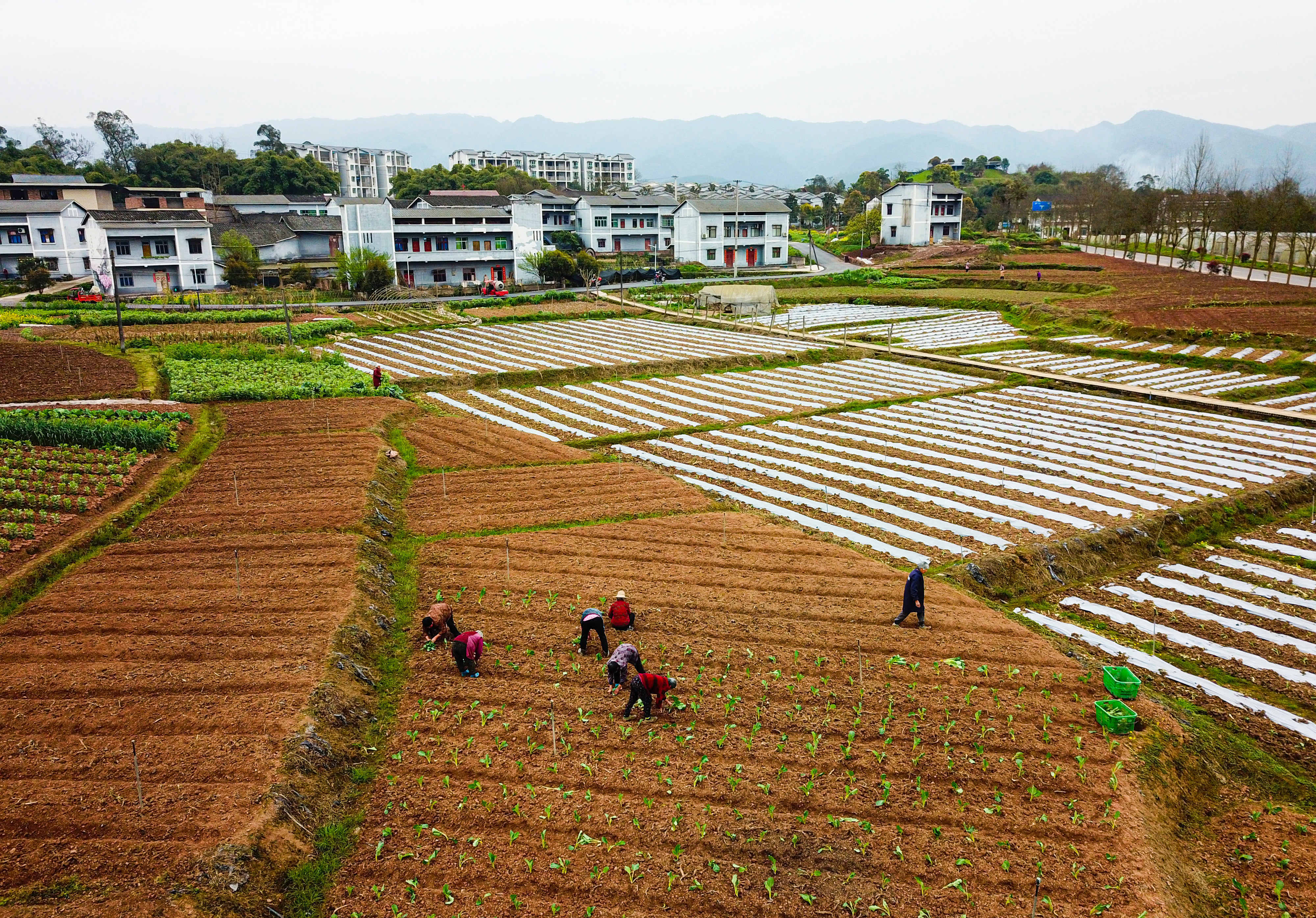 手机田园游戏下载安装-手机田园游戏：种植蔬菜、养殖动物，感受真实农田生活