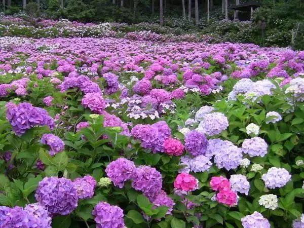 模拟农村手机版_模拟农村怎么玩_手机游戏推荐模拟农村游戏