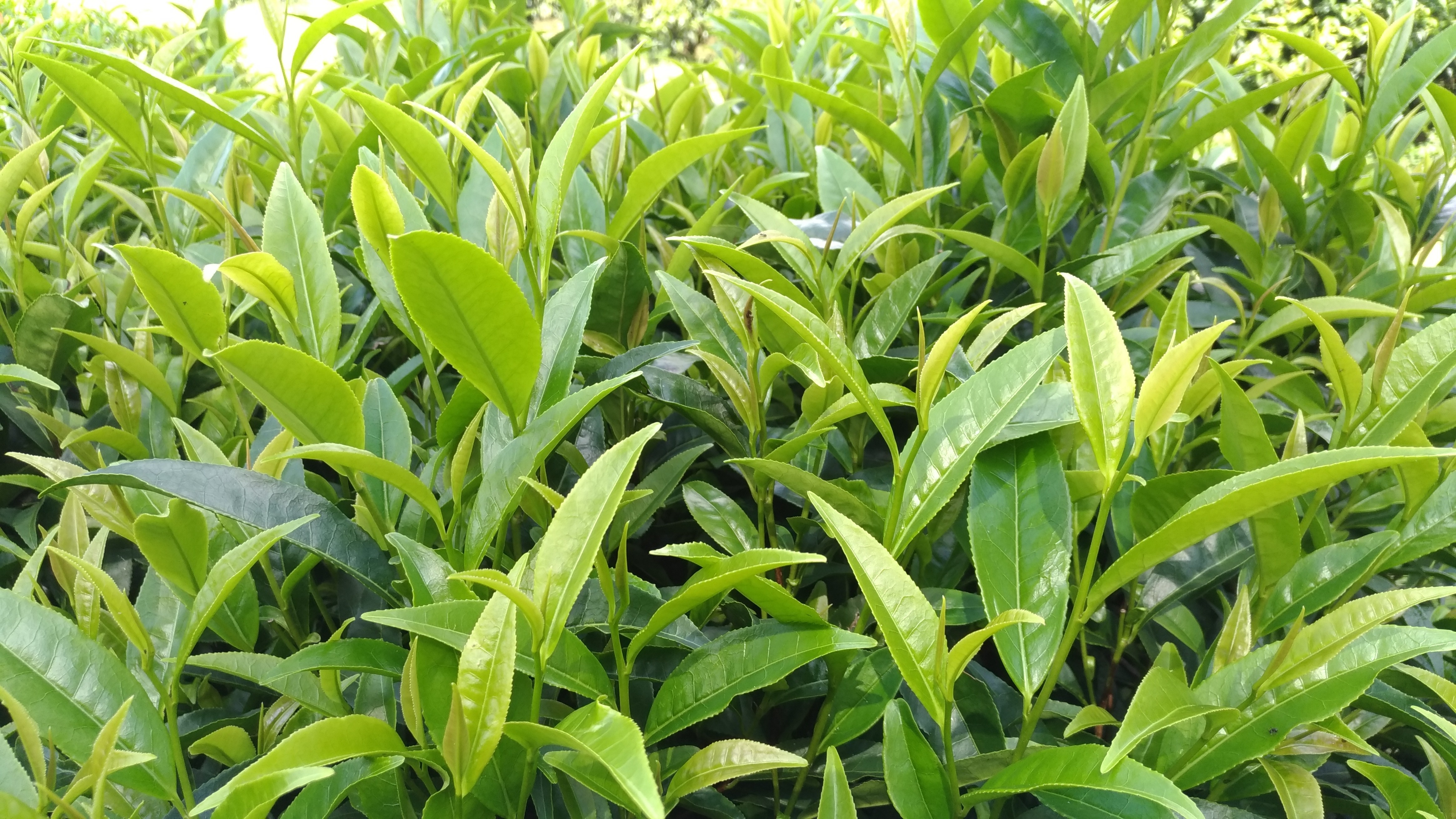 种植游戏手机铃声_铃声种植手机游戏_铃声种植手机游戏推荐