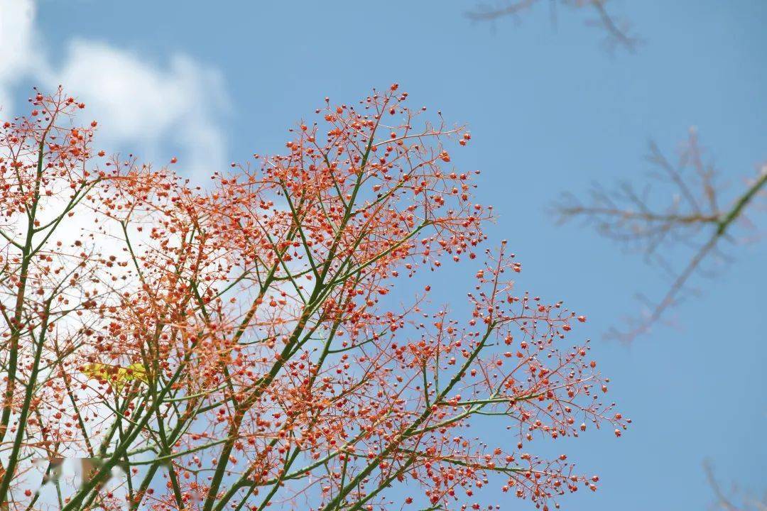 忱花朝小说_花忱_忱