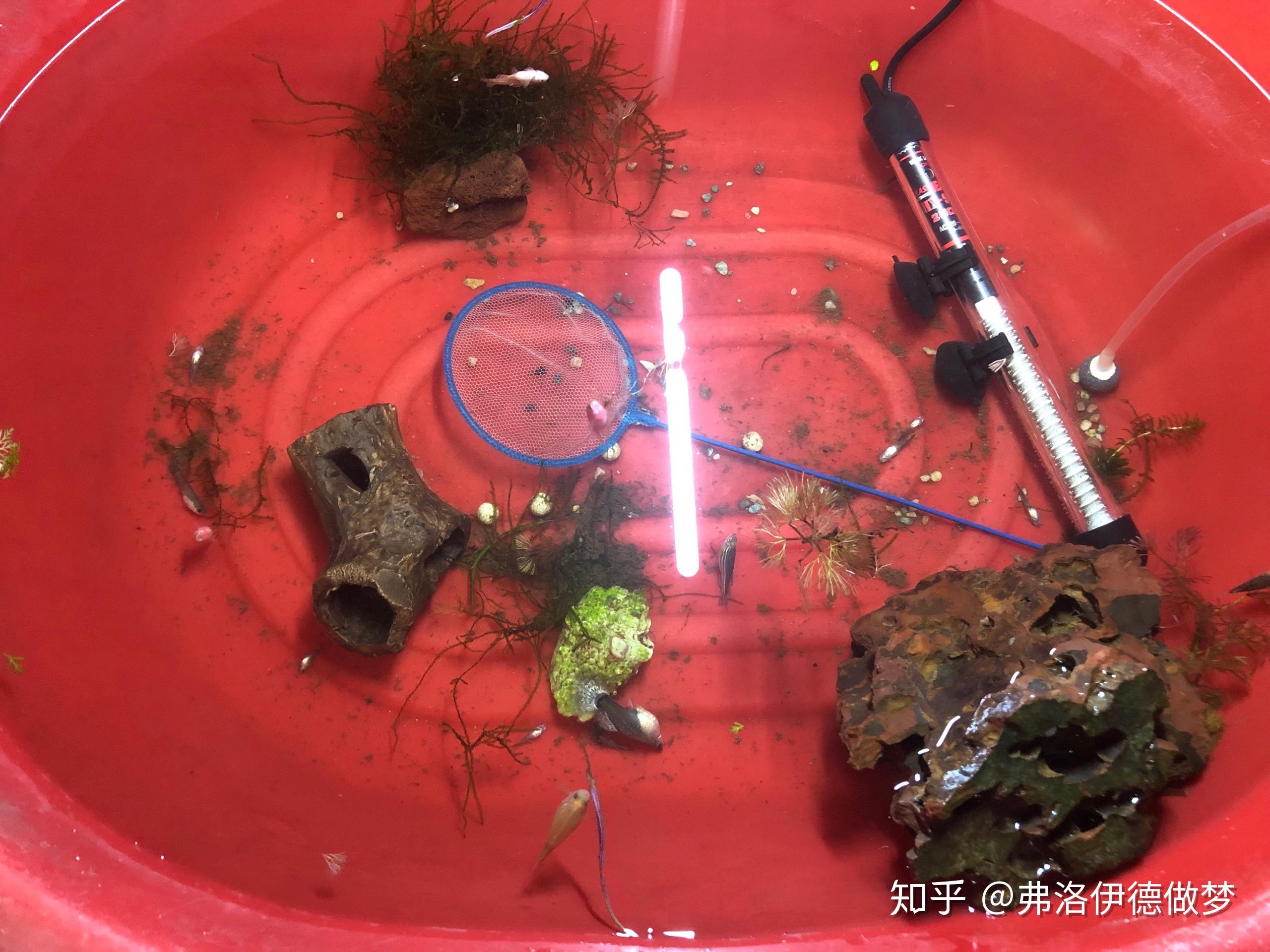 手机上养鱼的游戏大全-手机游戏新玩法，养鱼也能成为乐趣
